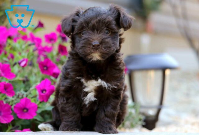 Ginger Yorkiepoo image