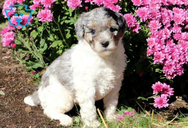 Gino Mini Poodle2 image