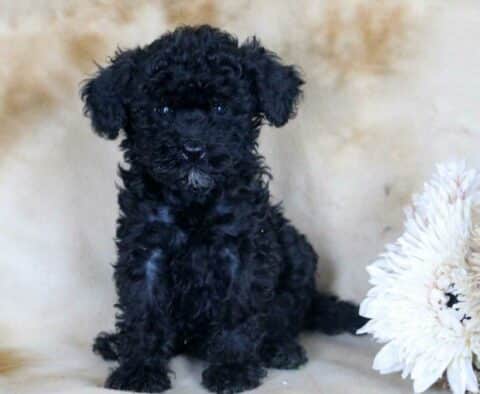 Gordo Mini Bernedoodle