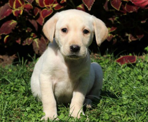 Gus Lab