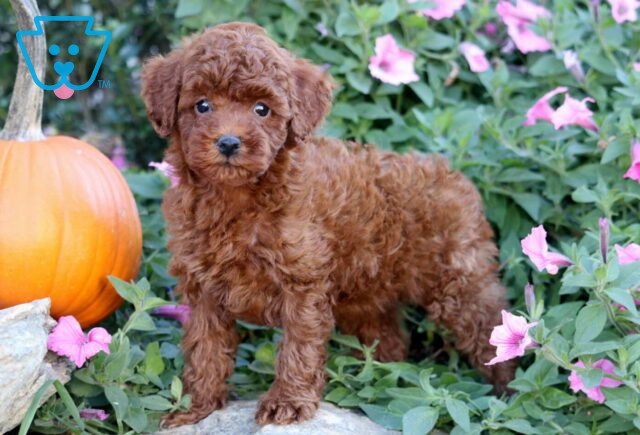 Hailey Mini Poodle image