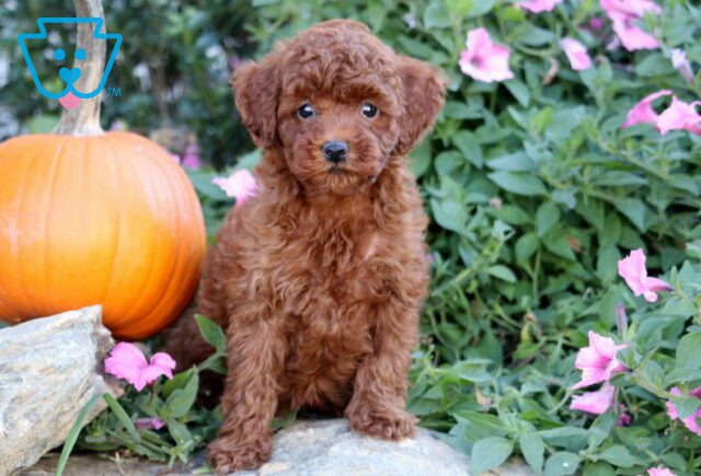 Hailey Mini Poodle2 image