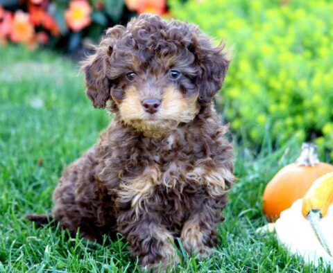 Harley Mini Poodle2
