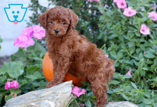 Heidi Mini Poodle image