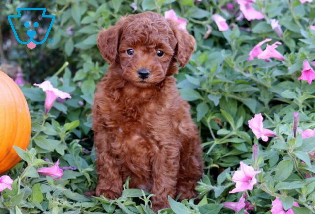 Heidi Mini Poodle2 image