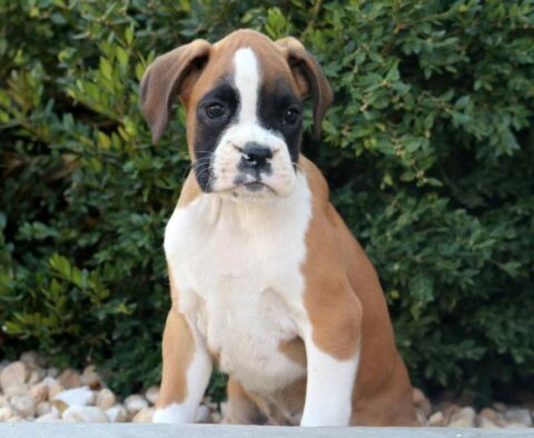 Hogan Boxer