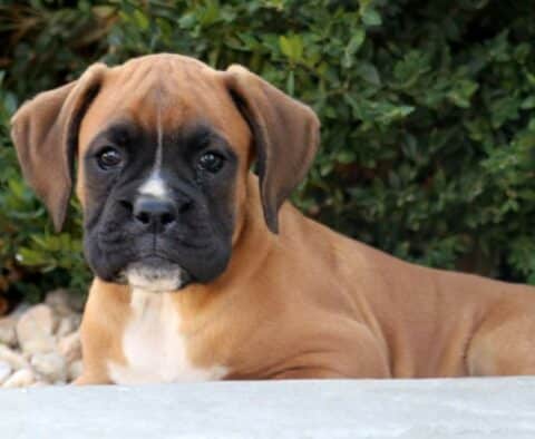 Hooch Boxer