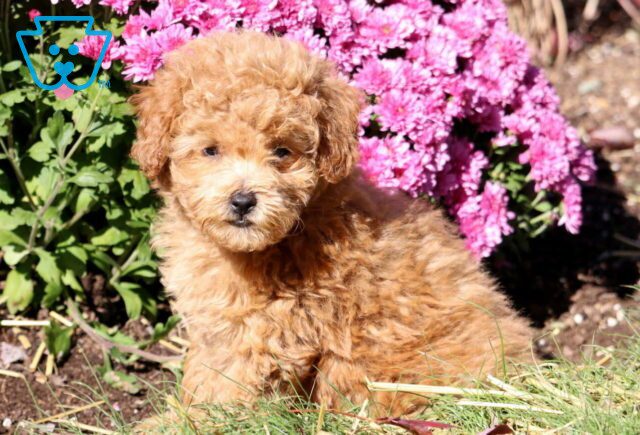 Ike Toy Poodle2 image