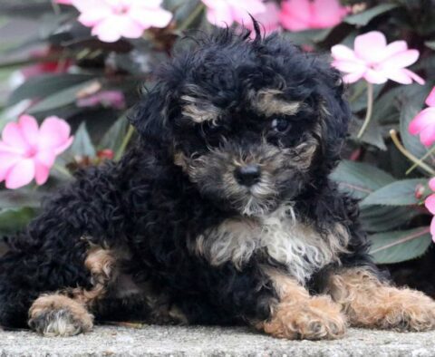 India Mini poodle
