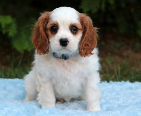 Jack Cavalier