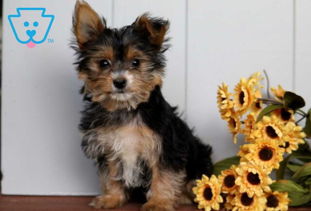 Jayla Yorkie image