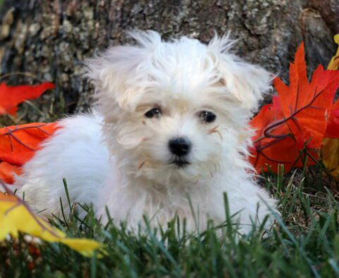 Larry Poodle Mix