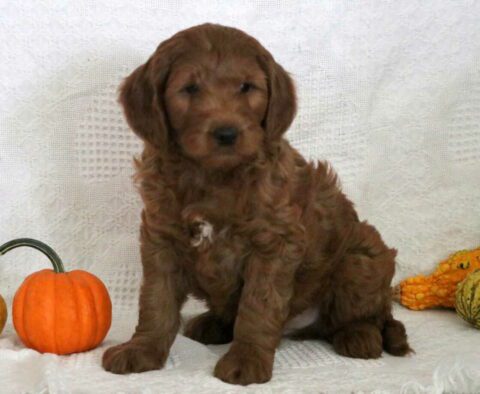 Lenny Mini Goldendoodle