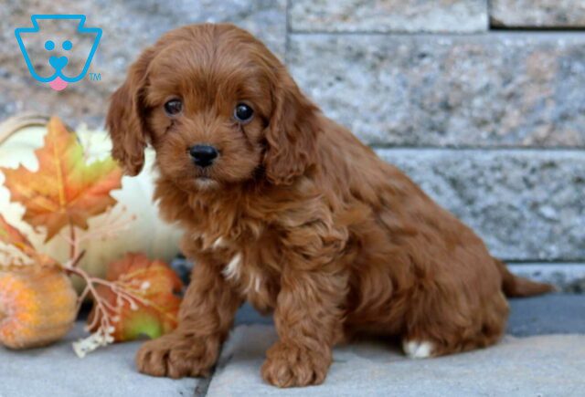 Libby Cavapoo2 image