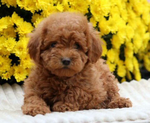 Lil Red Mini Poodle2