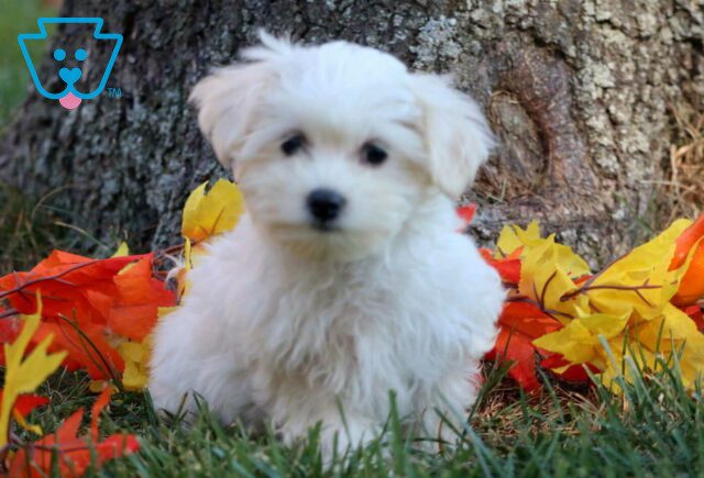 Lucky Poodle Mix2 image