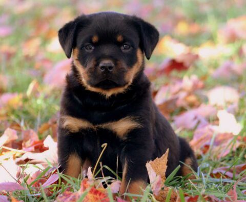 Macho Rottweiler2.