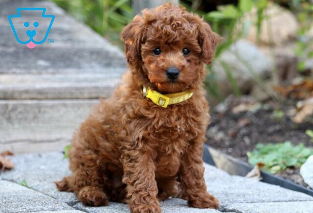 Macy Mini Poodle image
