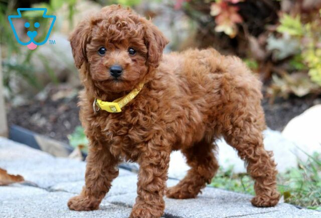 Macy Mini Poodle2 image