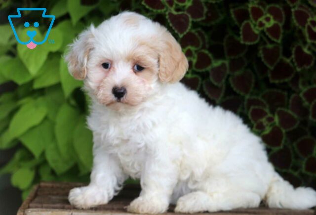 Maggie Maltipoo image