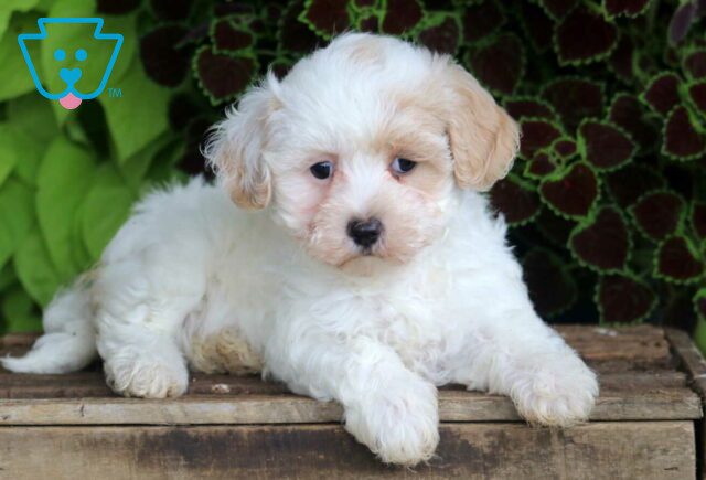 Maggie Maltipoo3 image