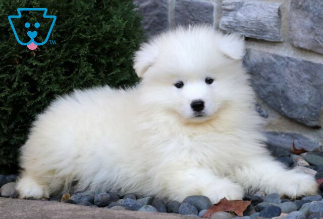 Magic Samoyed image