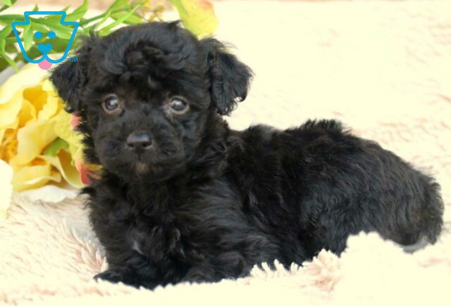 Marge Mini Aussiedoodle image
