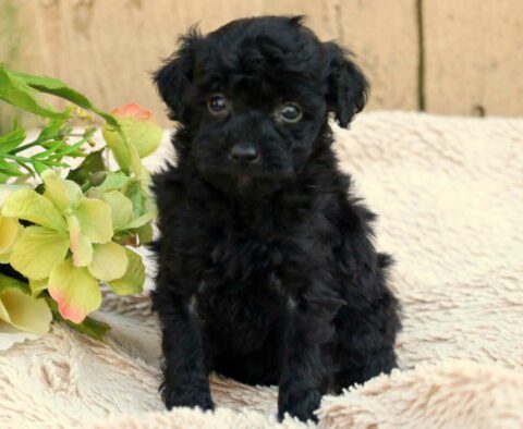 Marge Mini Aussiedoodle2