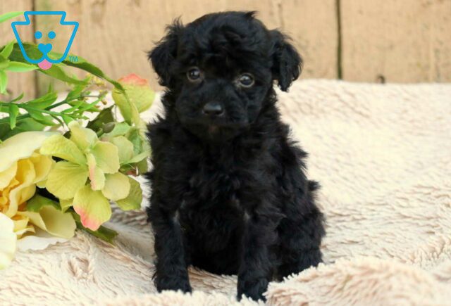 Marge Mini Aussiedoodle2 image