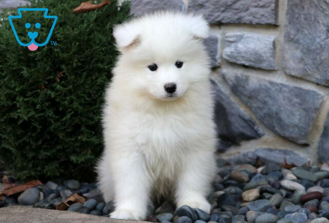 Marz Samoyed image