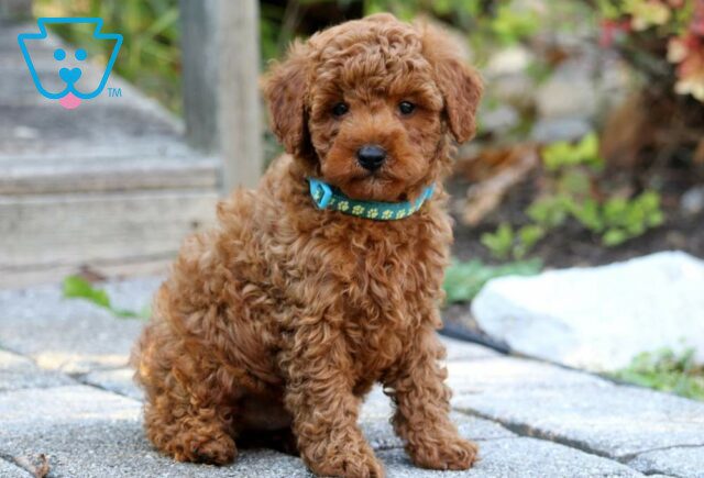 Mason Mini Poodle image