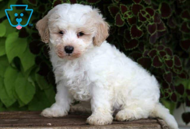 Max Maltipoo image