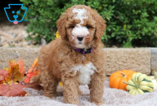 Mazy Mini Bernedoodle2 image