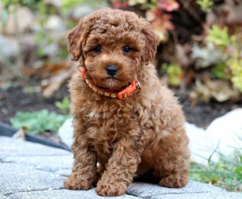 McKayla Mini Poodle