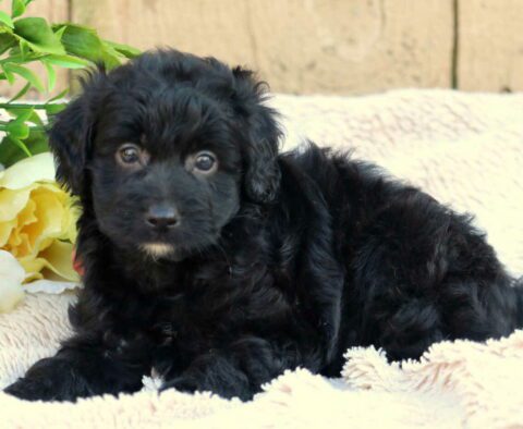 Midnight Mini Aussiedoodle