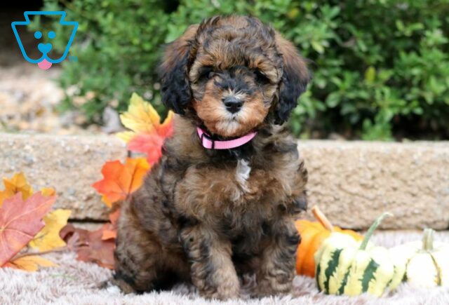 Minni Mini Bernedoodle image