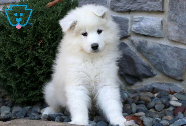 Morris Samoyed image