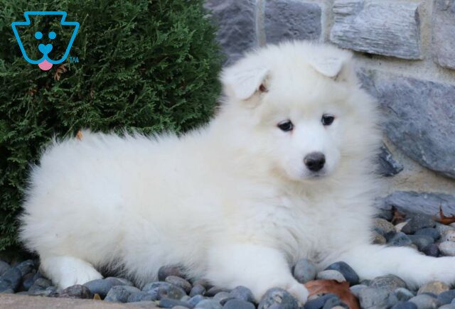 Morris Samoyed2 image