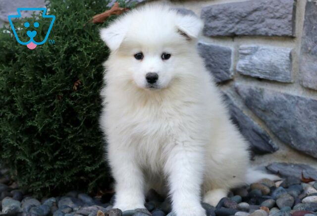 Morty Samoyed image