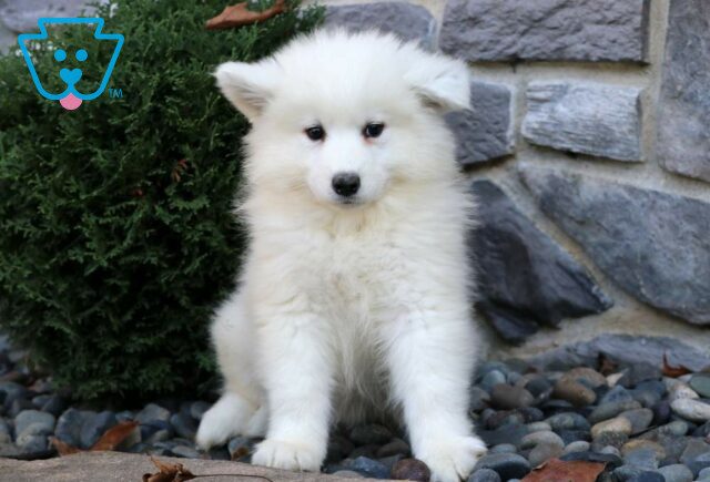 Mya Samoyed image
