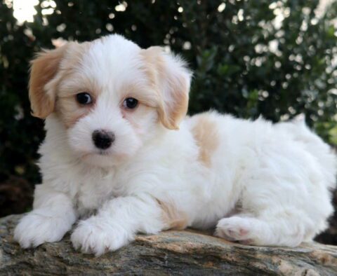 Navy Havanese