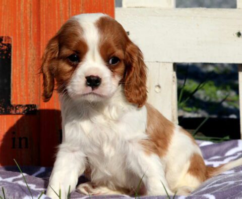 Newton Cavalier