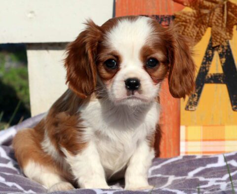 Nikki Cavalier