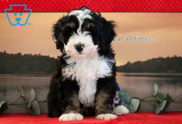Norris Mini Bernedoodle image