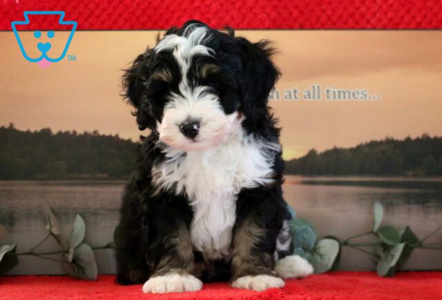 Norris Mini Bernedoodle2 image