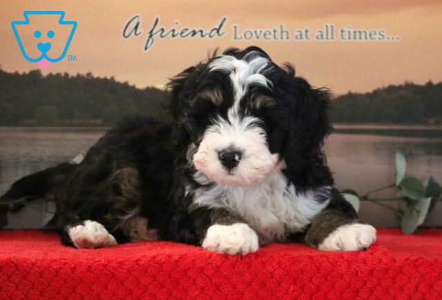 Norris Mini Bernedoodle3 image