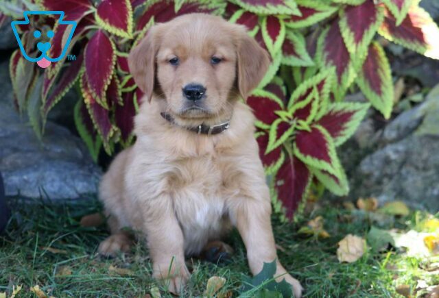 Paris Golden Retriever image