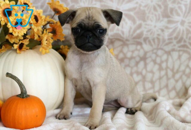 Paris Pug image