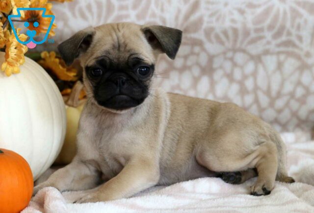 Paris Pug2 image