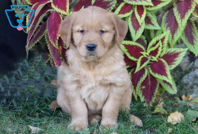 Parker Golden Retriever image